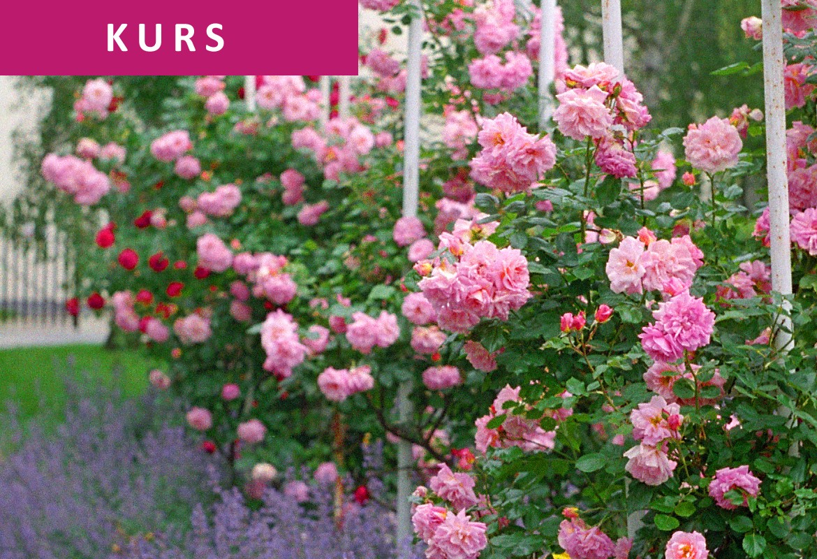 Przepis na różany ogród